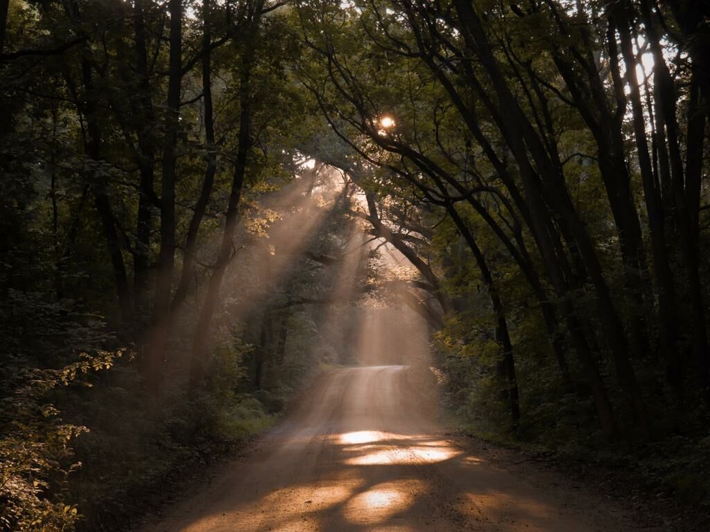 Imagem de compartilhamento para o artigo A Luz ilumina os passos daqueles que a seguem da MS Todo dia